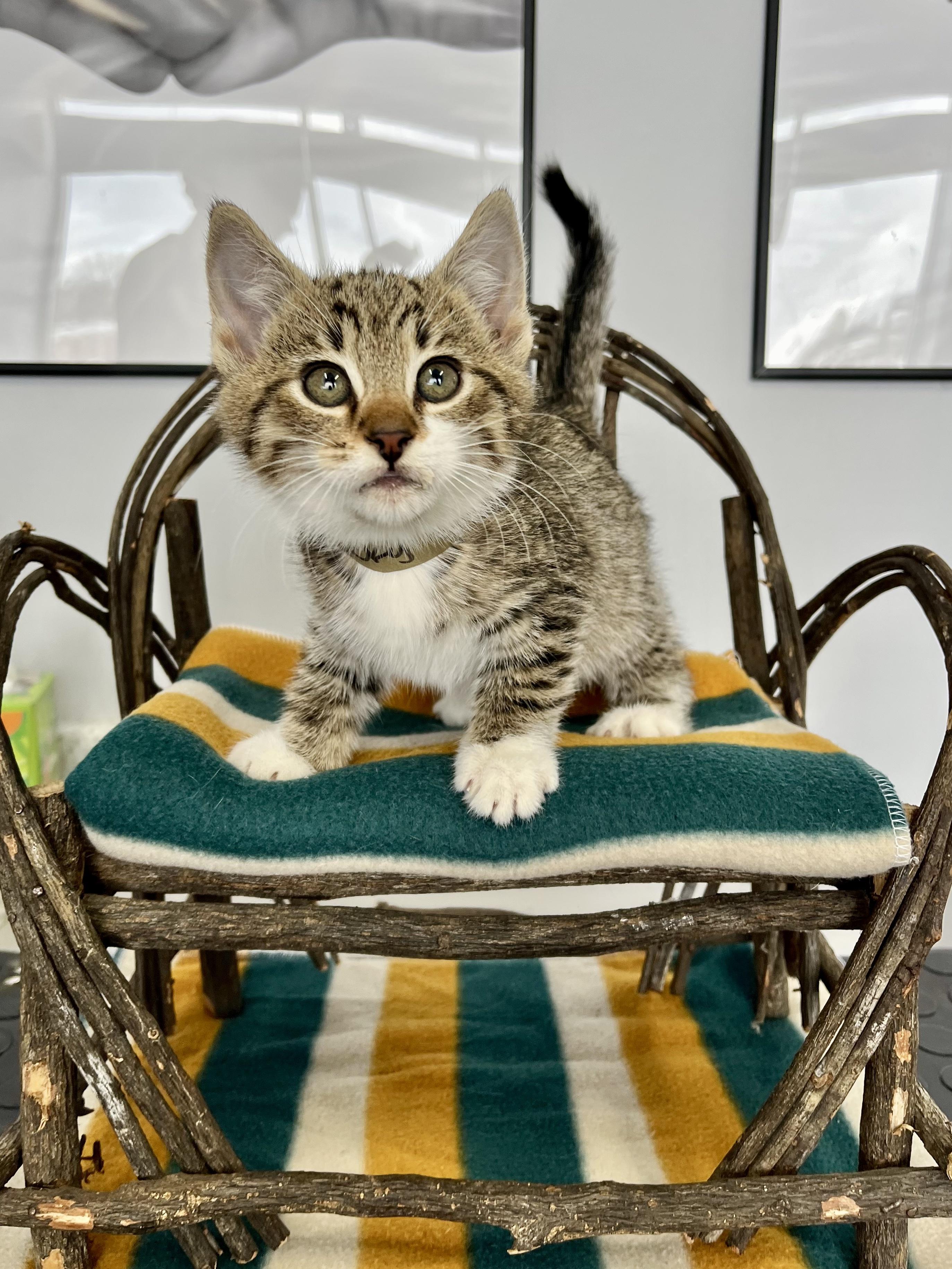 Lucky Day, ADOPTABLE, Kitten Male Domestic Short Hair.