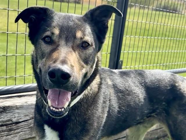 Enlarge FENRIR, a Adoptable mixed breed in Pueblo, CO image 1/1