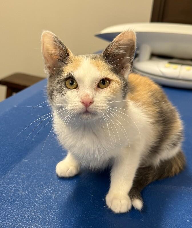 Dazzle, Adoptable, Young Female Domestic Short Hair.