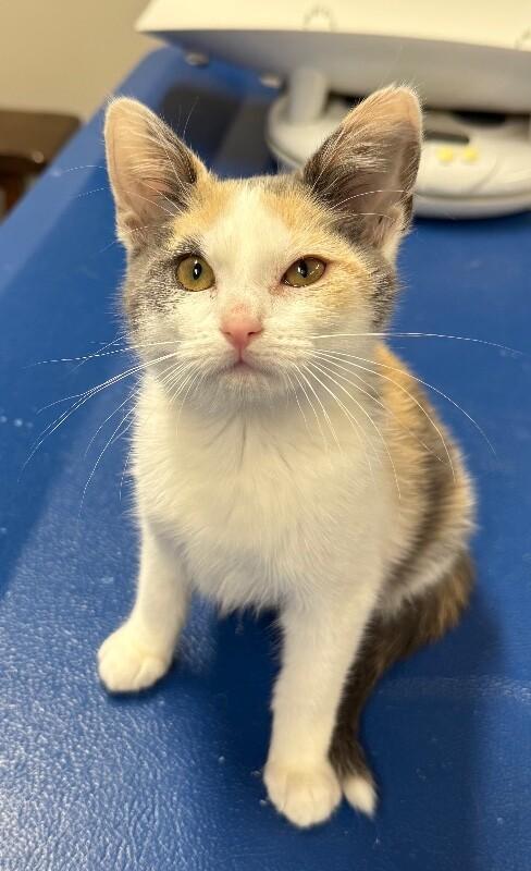 Dazzle, a Adoptable Domestic Short Hair in Yankton, SD image 2/2