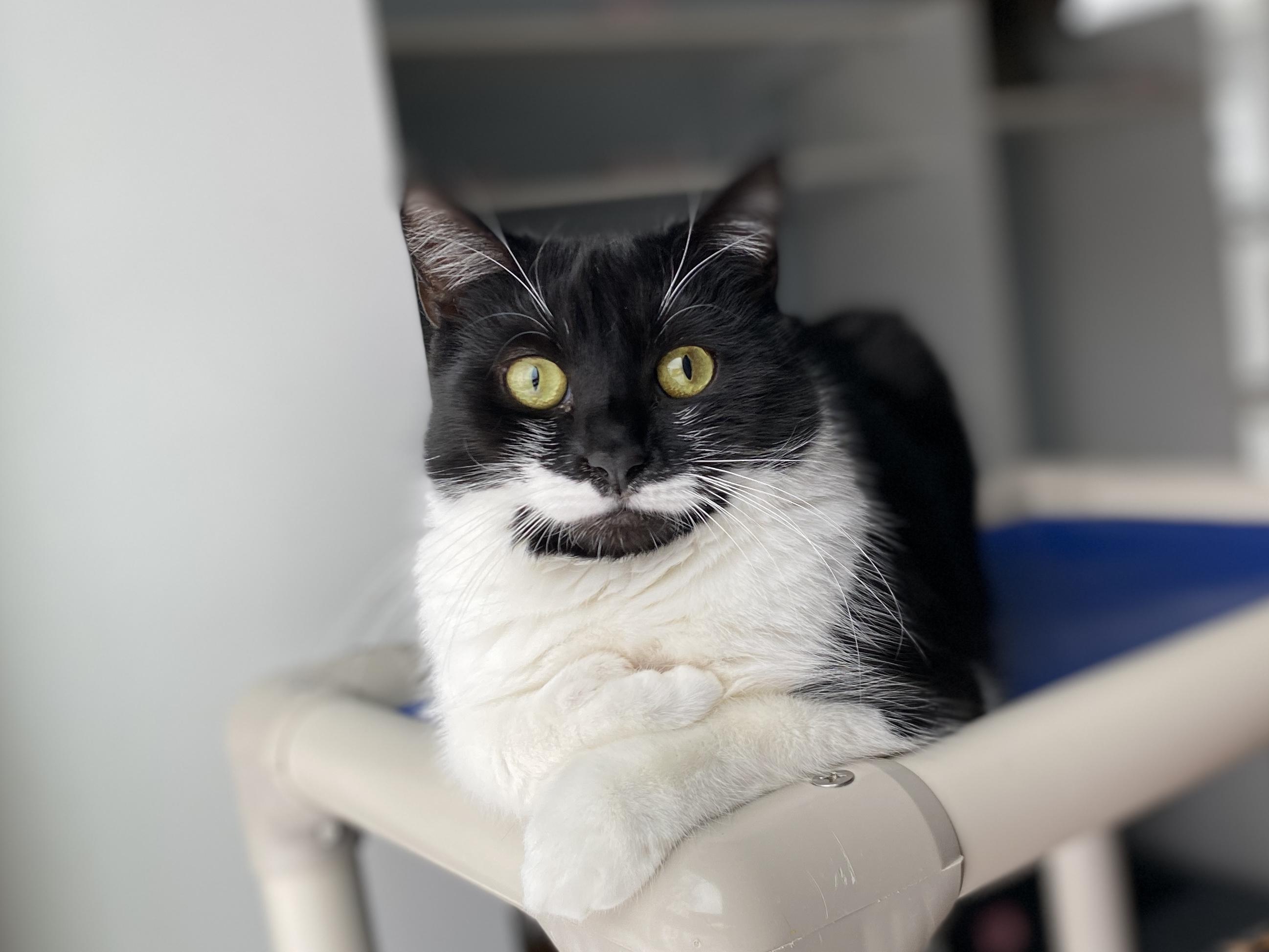 Evelyn, Adoptable, Adult Female Domestic Short Hair.