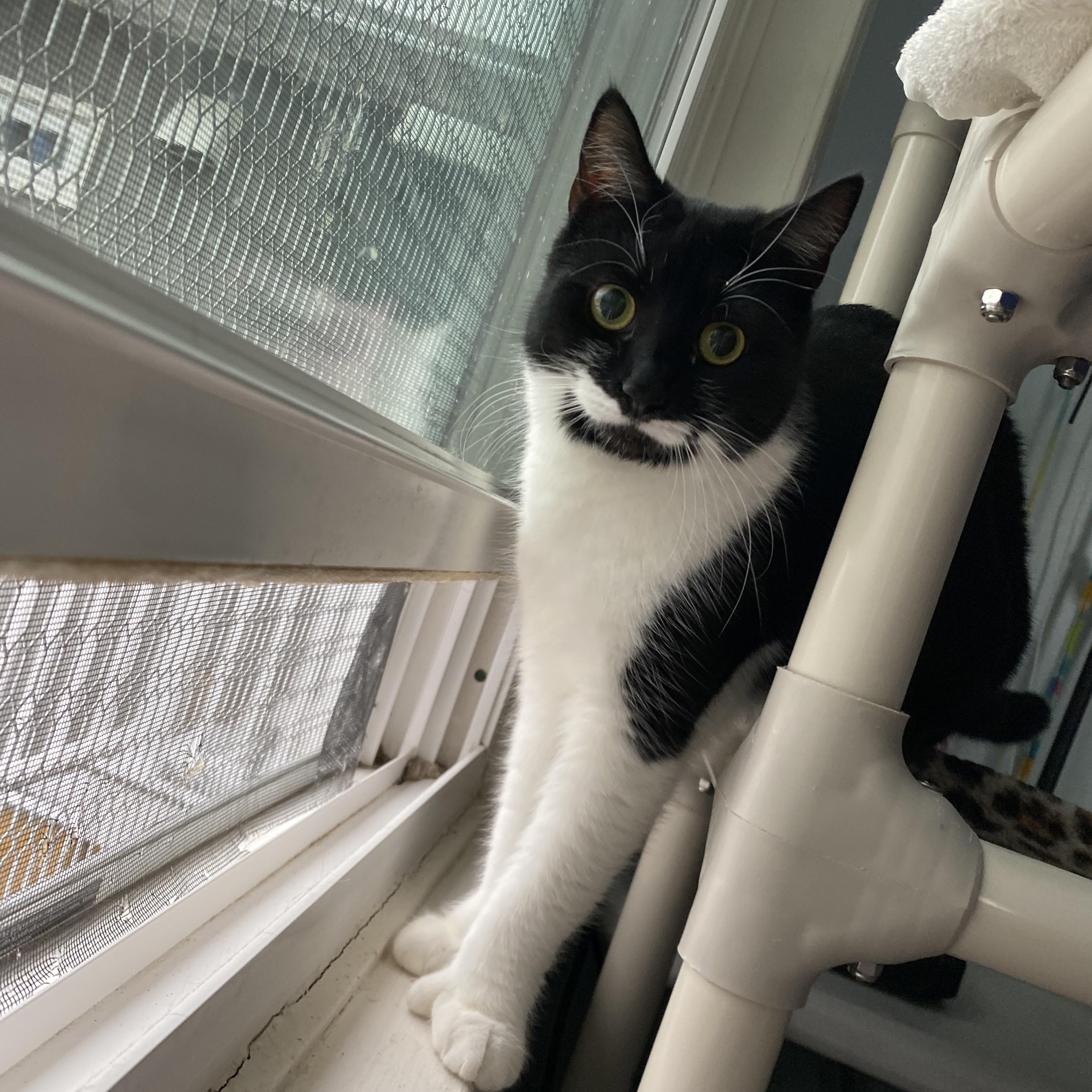 Enlarge Evelyn, a Adoptable Domestic Short Hair in Salisbury, MA image 3/5