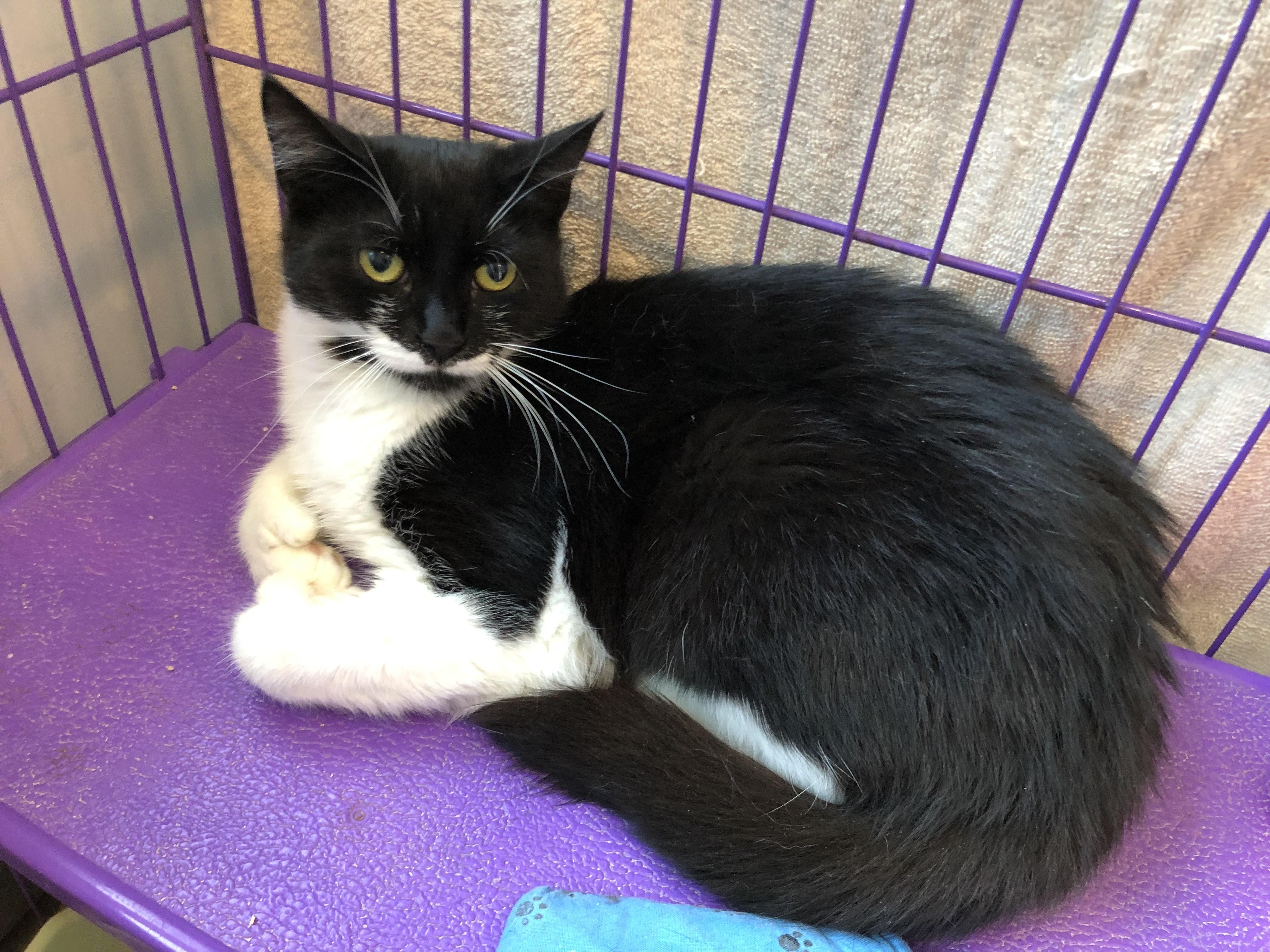 Evelyn, Baby Female Domestic Short Hair