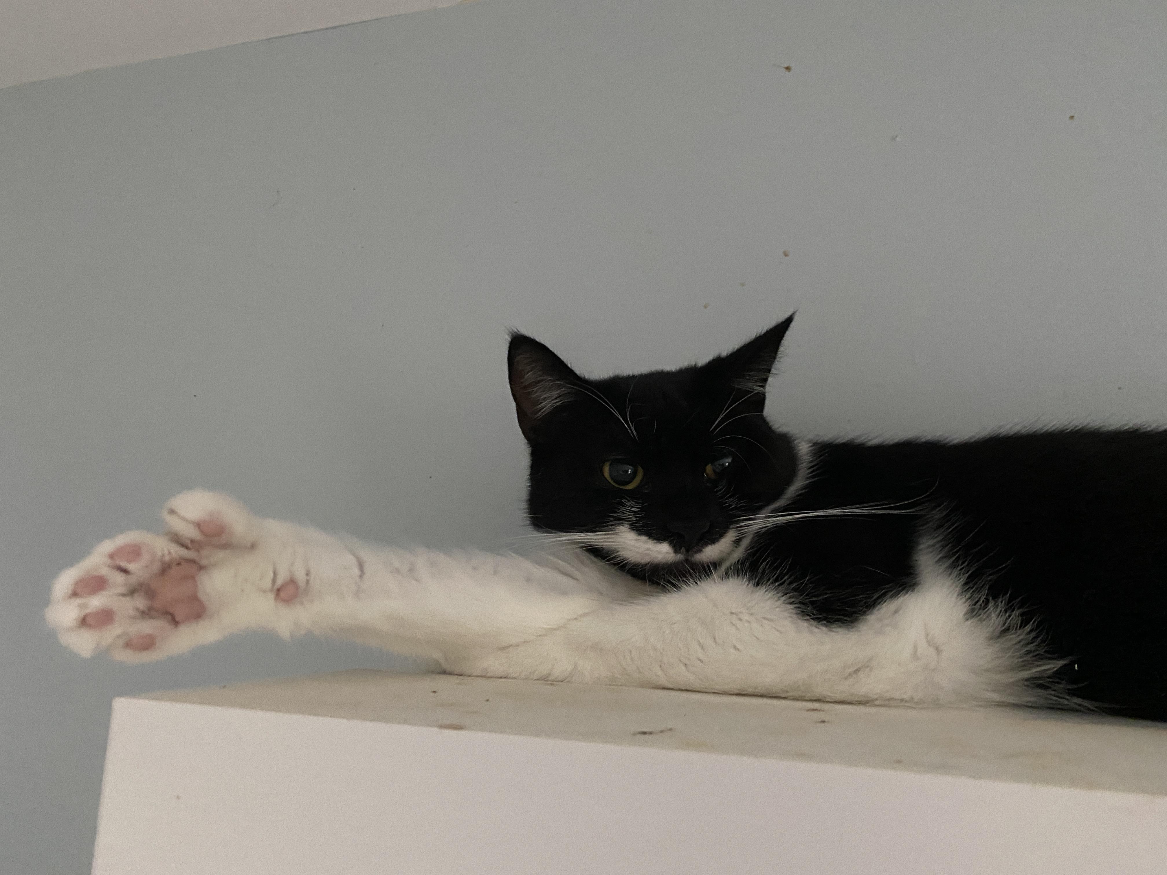 Enlarge Evelyn, a Adoptable Domestic Short Hair in Salisbury, MA image 5/5