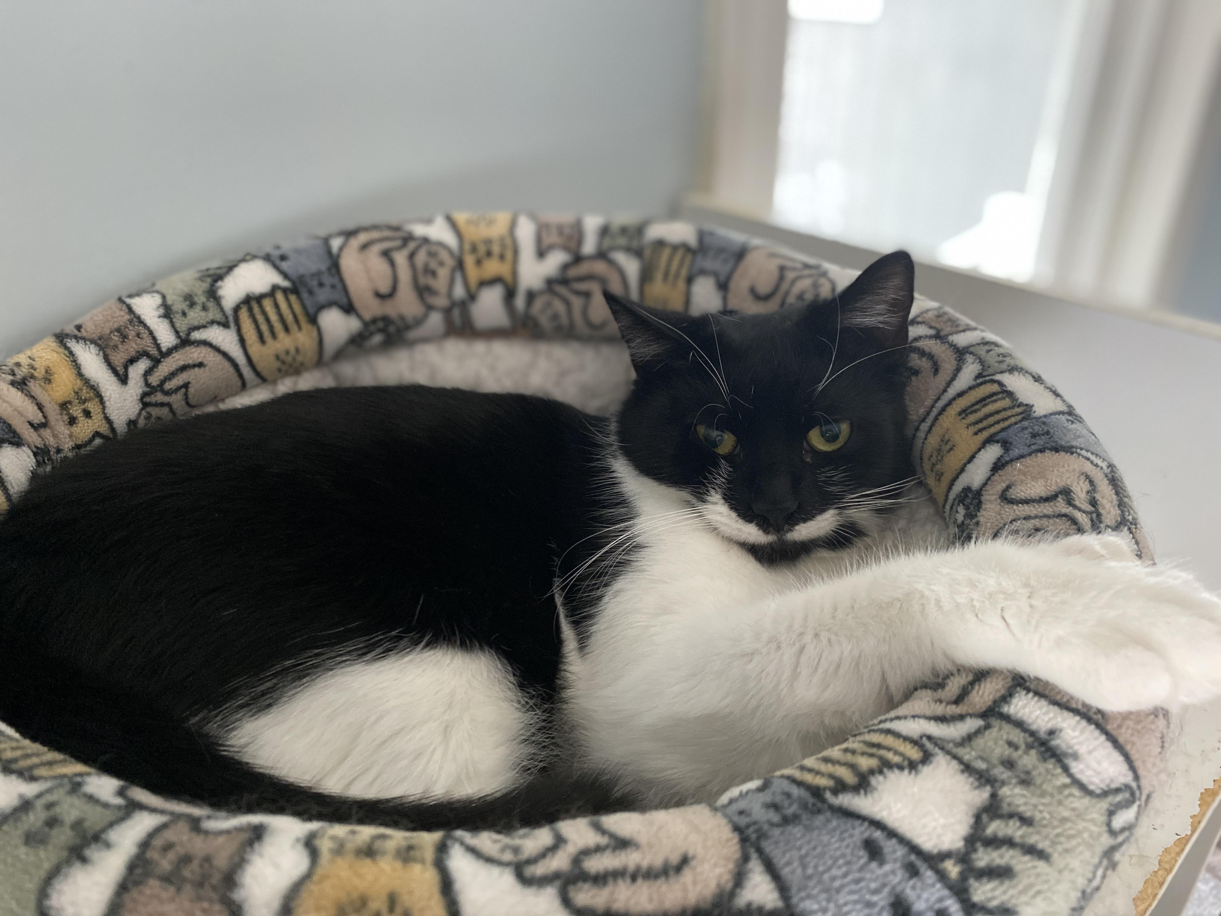 Enlarge Evelyn, a Adoptable Domestic Short Hair in Salisbury, MA image 4/5