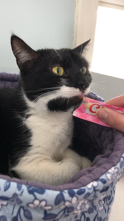 Enlarge Evelyn, a Adoptable Domestic Short Hair in Salisbury, MA video 2/6