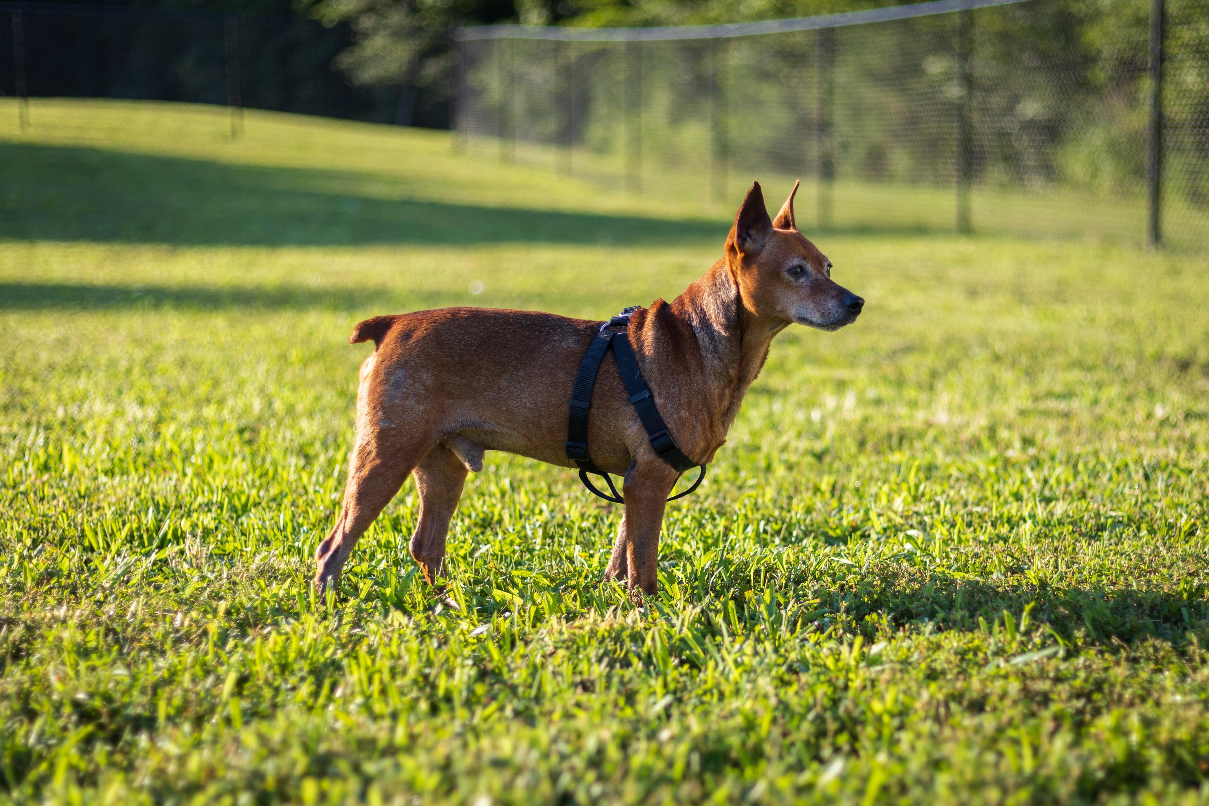 Enlarge Otto, an adopted mixed breed in Stafford, VA image 4/4