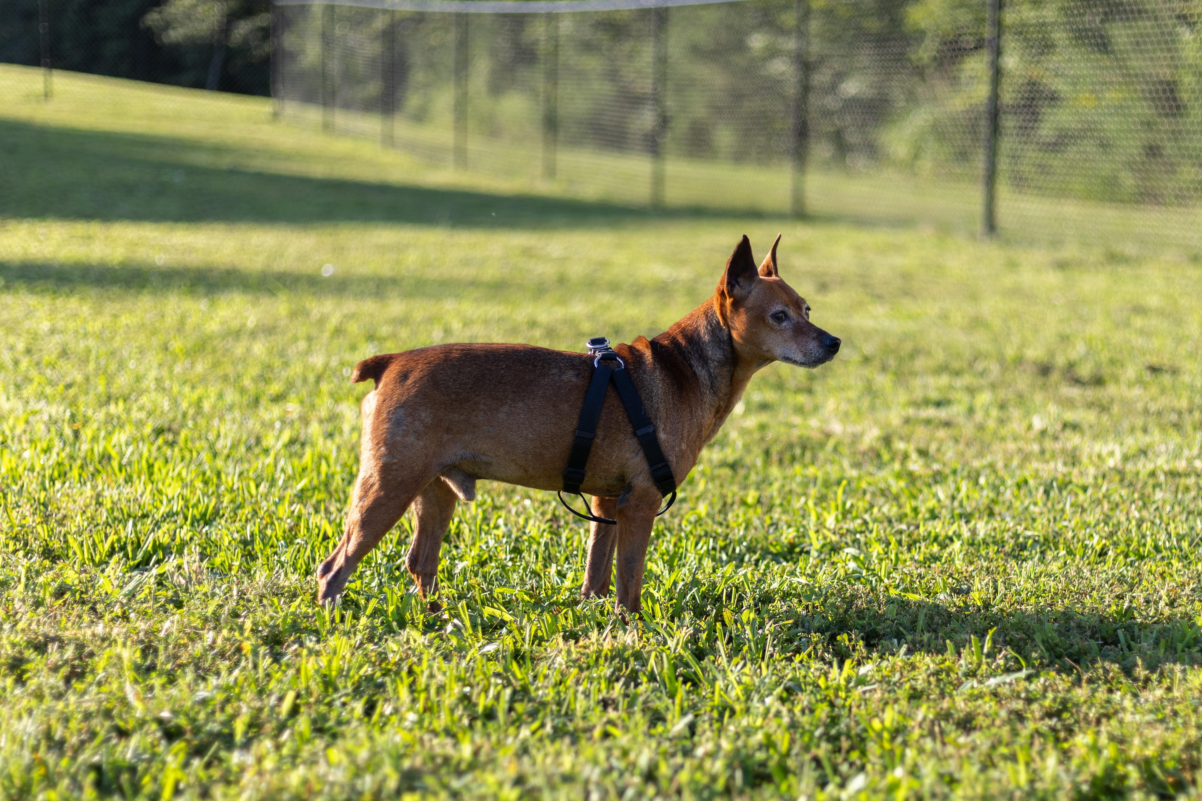 Enlarge Otto, an adopted mixed breed in Stafford, VA image 3/4