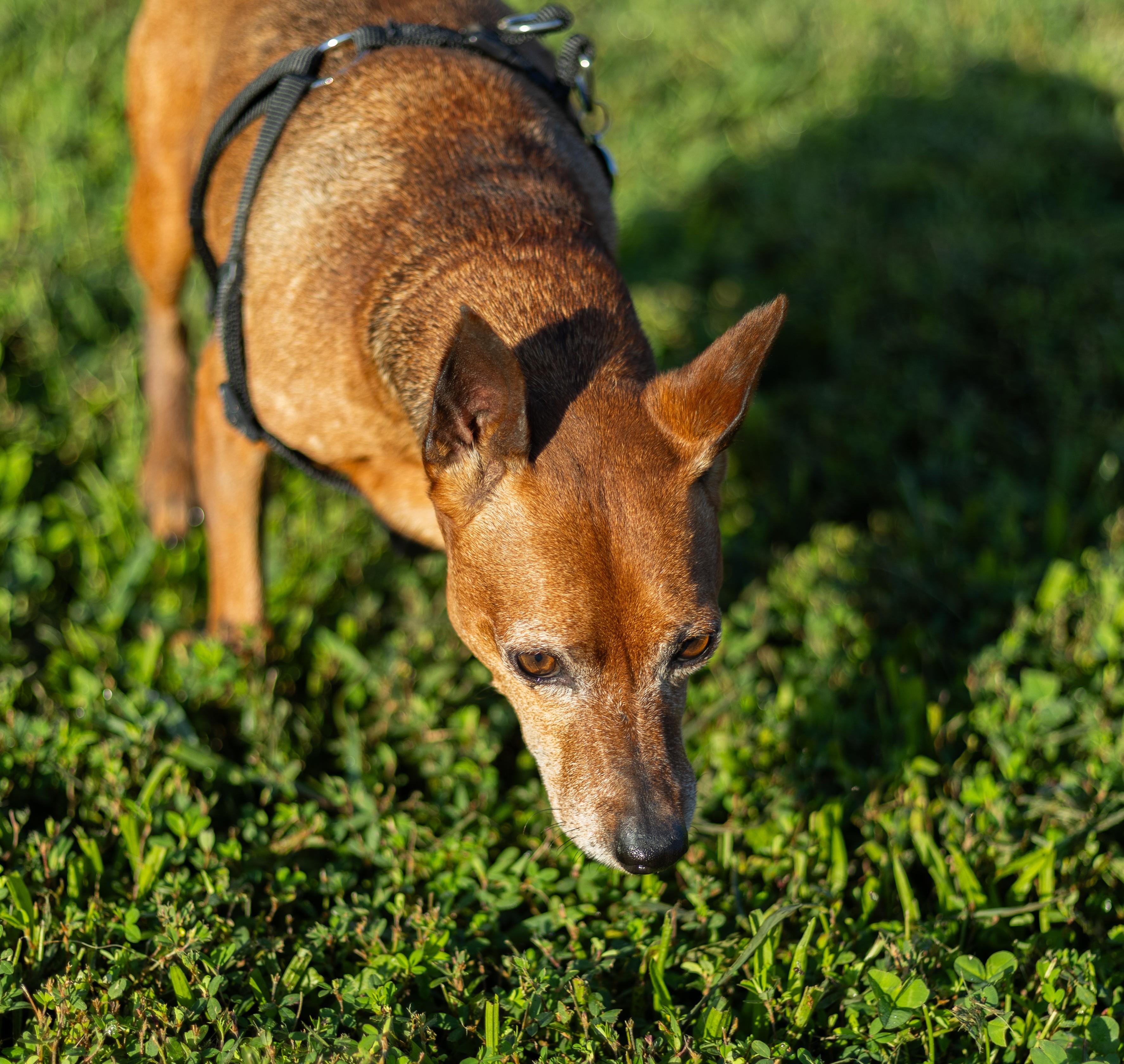 Otto, adopted, Senior Male Miniature Pinscher.