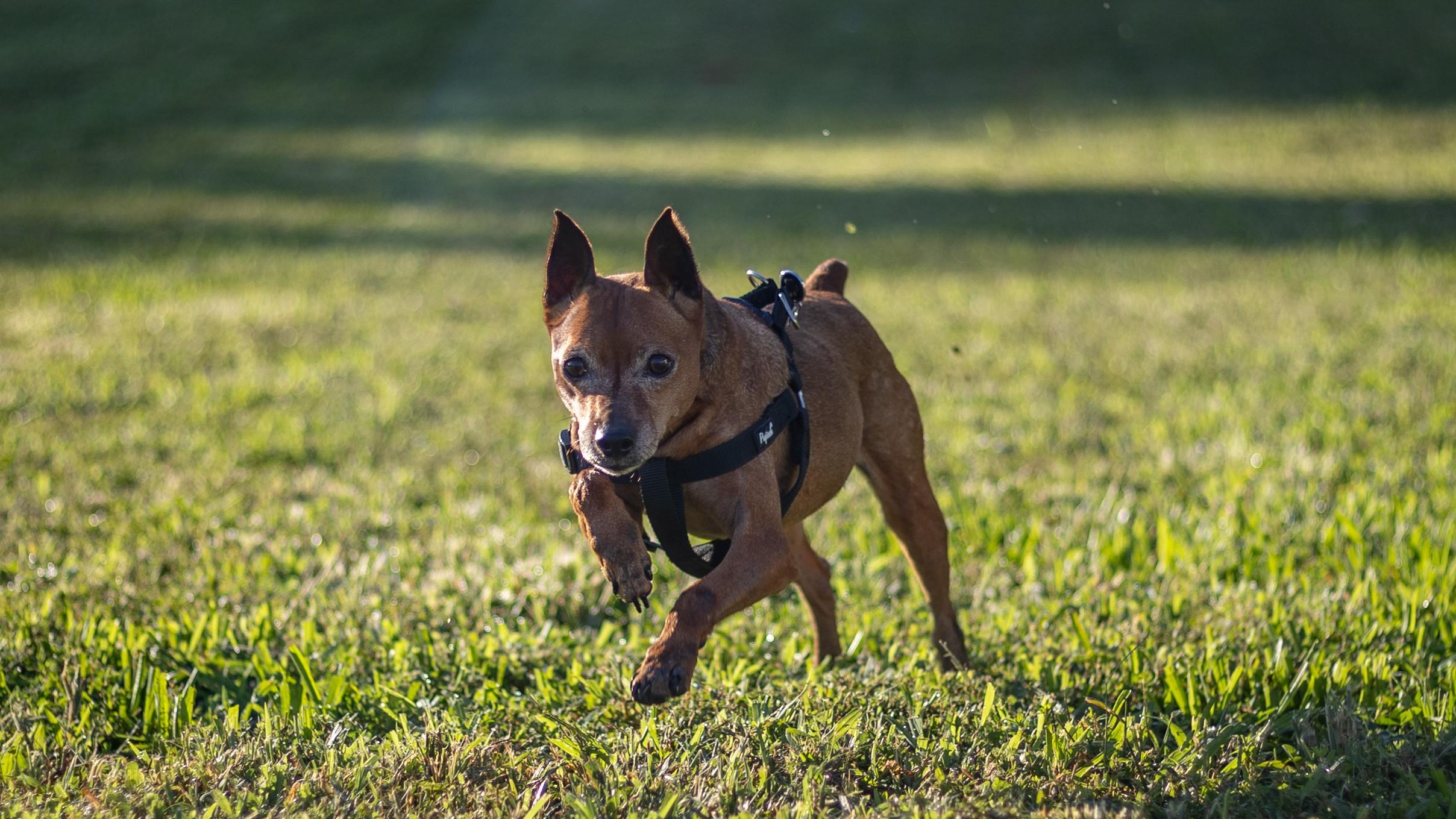 Enlarge Otto, an adopted mixed breed in Stafford, VA image 2/4