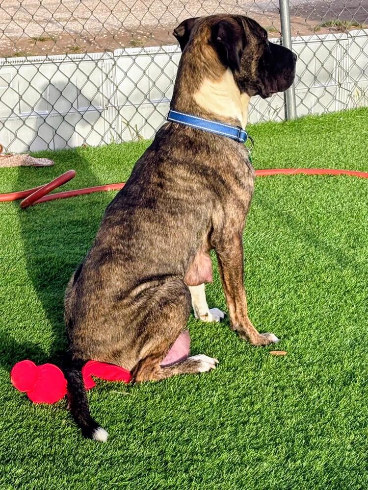 Zeva, a Adoptable mixed breed in Thornton, CO image 1/6