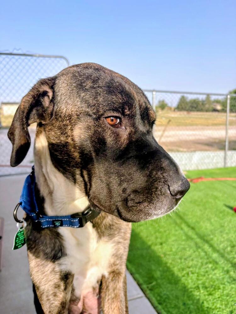 Zeva, a Adoptable mixed breed in Thornton, CO image 2/6