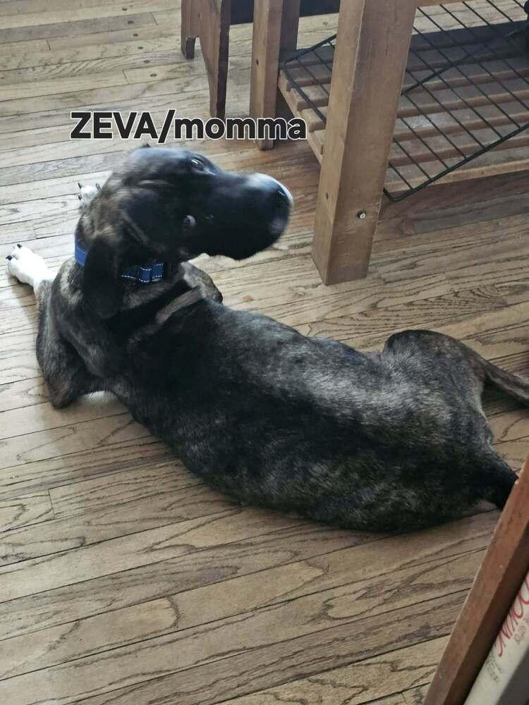 Zeva, a Adoptable mixed breed in Thornton, CO image 3/6