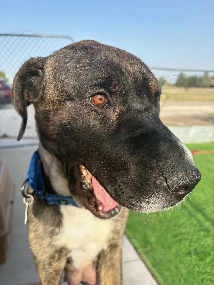 Zeva, a Adoptable mixed breed in Thornton, CO image 4/6