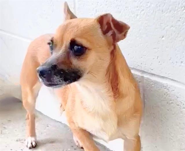 Enlarge AMAYA, a Adoptable mixed breed in Houston, TX image 1/1