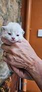 Happy, Adopted, Kitten Male Domestic Short Hair & Siamese.
