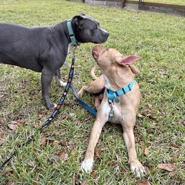 Ivan the Iconic — thumbnail 2