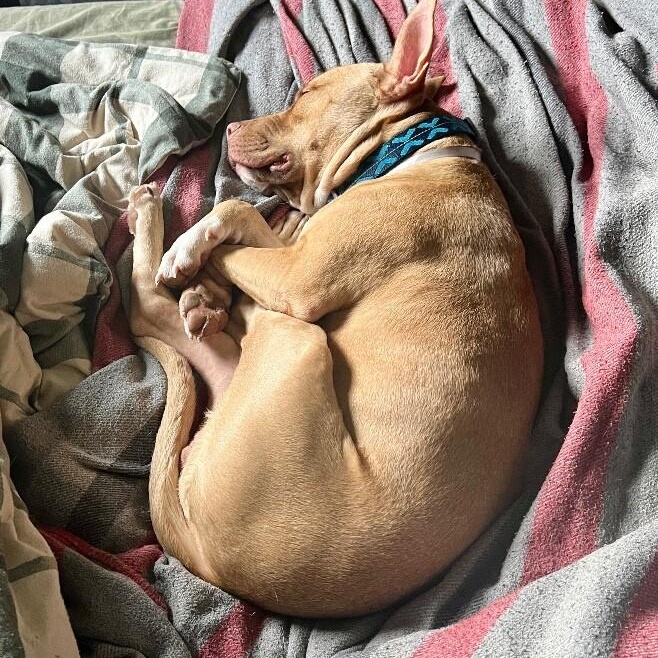 Ivan the Iconic — thumbnail 3