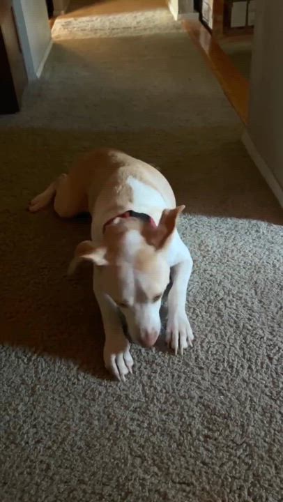 Enlarge Kanga, an adopted mixed breed in Vernon, CT video 5/6