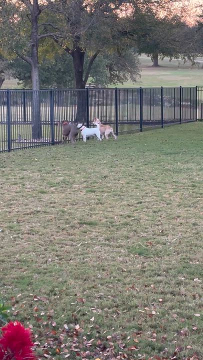 Enlarge Kanga, an adopted mixed breed in Vernon, CT video 6/6
