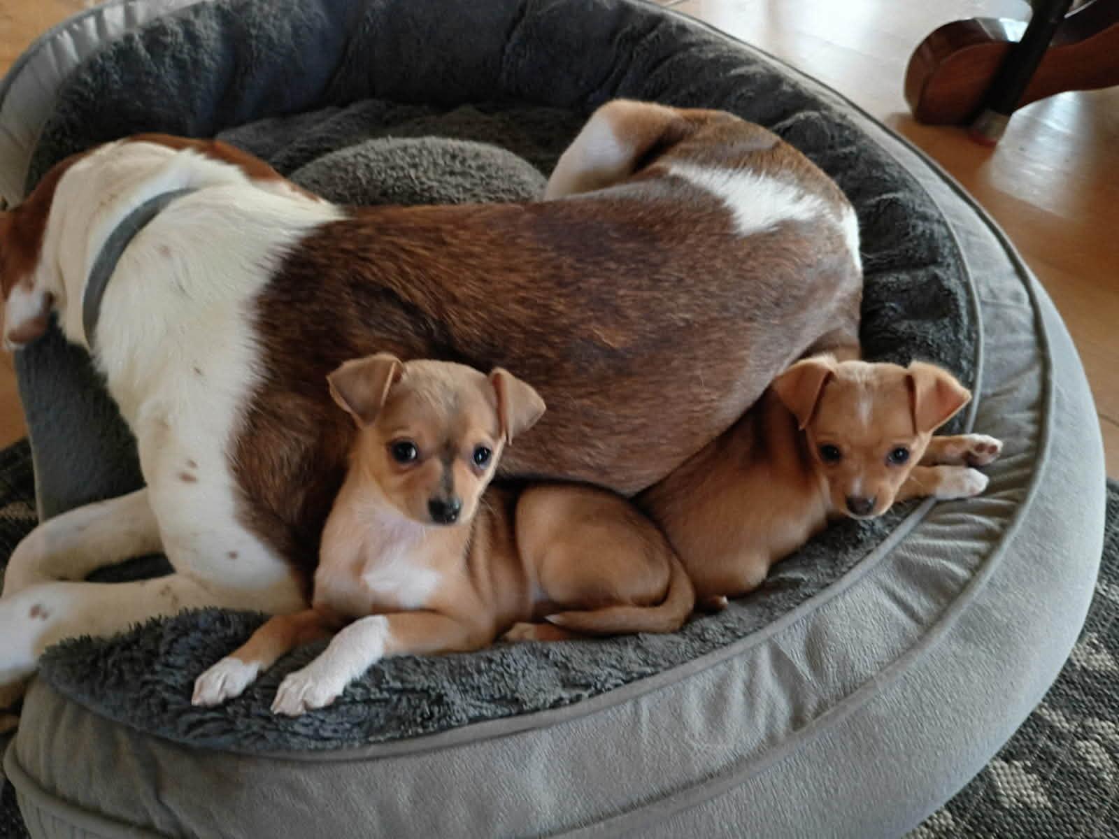 Enlarge Romeo, a ADOPTABLE mixed breed in Shelbyville, KY image 2/2