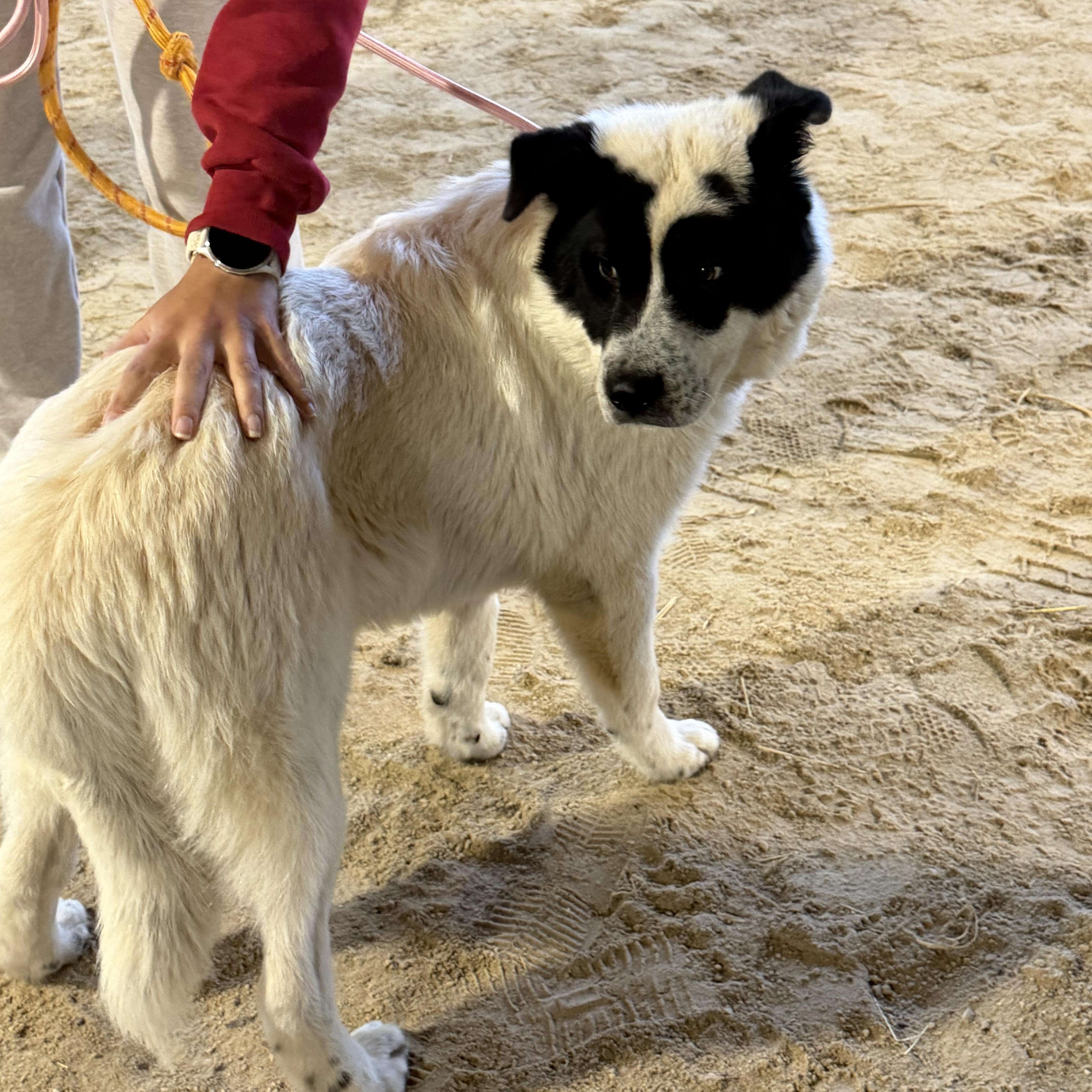 Beckett, a ADOPTABLE mixed breed in Cedarburg, WI image 3/3