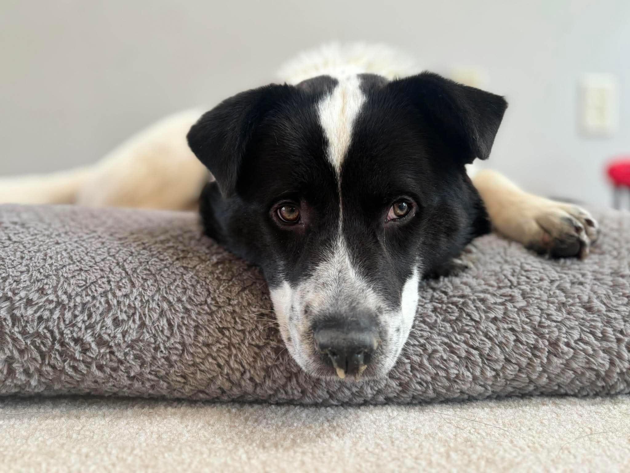 Enlarge Beckett, a ADOPTABLE mixed breed in Cedarburg, WI image 5/6