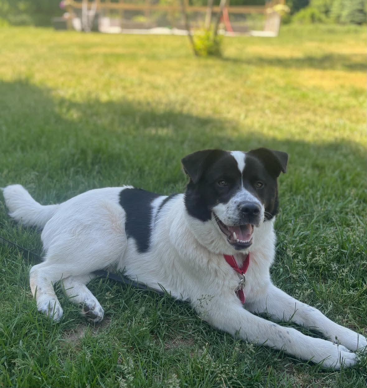 Enlarge Beckett, a ADOPTABLE mixed breed in Cedarburg, WI image 6/6