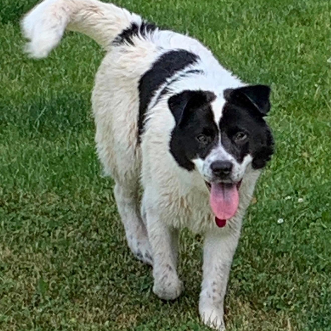 Enlarge Beckett, a ADOPTABLE mixed breed in Cedarburg, WI image 2/6