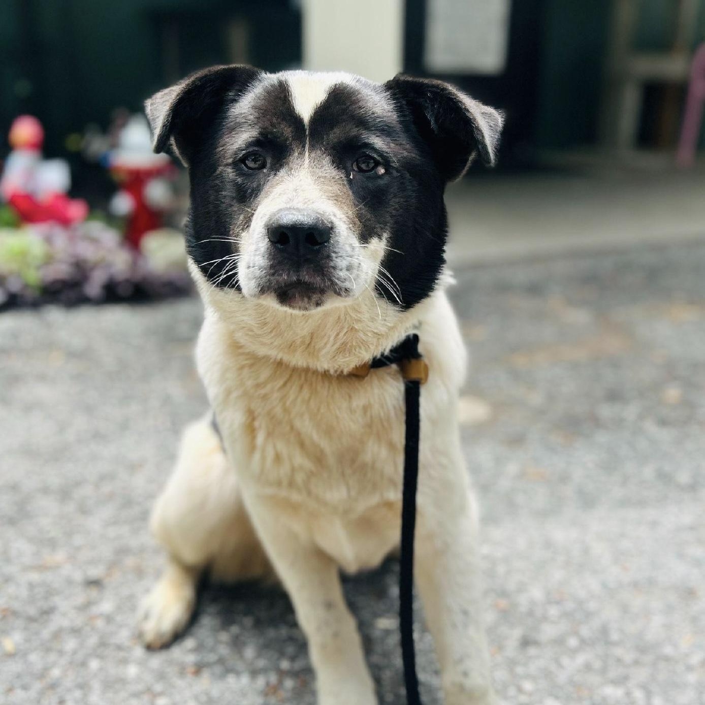 Beckett, a ADOPTABLE mixed breed in Cedarburg, WI image 2/3