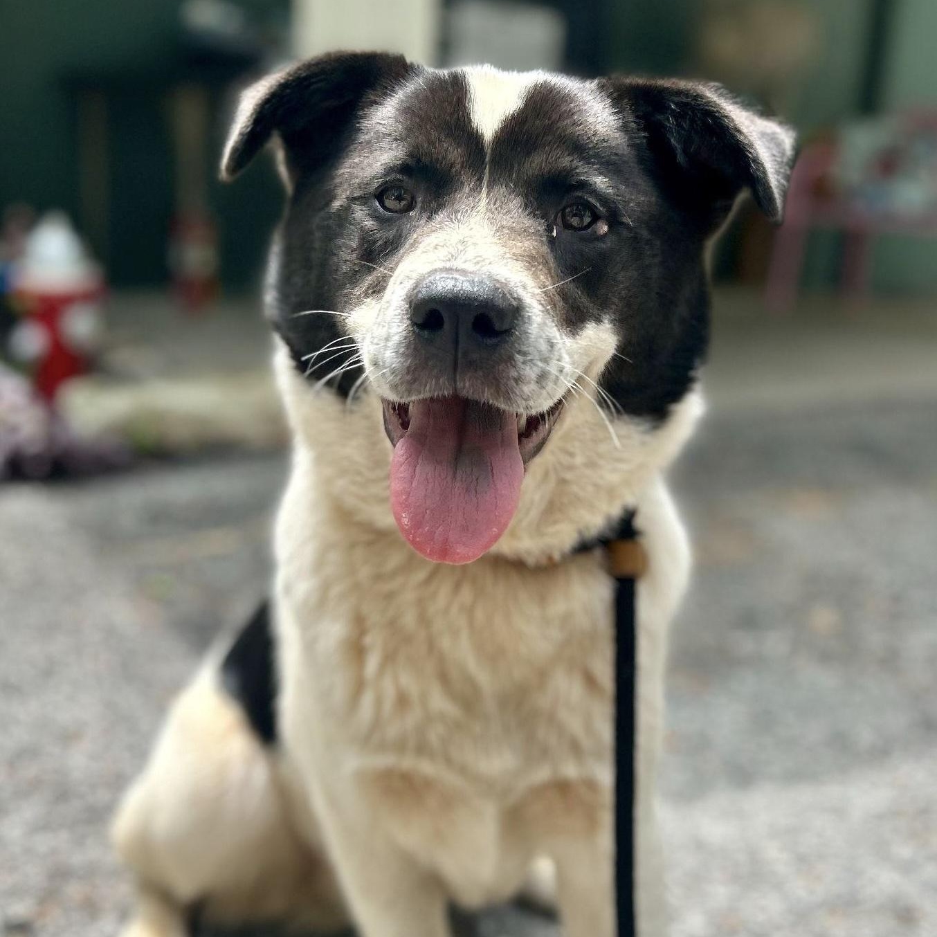 Beckett, ADOPTABLE, Puppy Male Border Collie & Labrador Retriever.