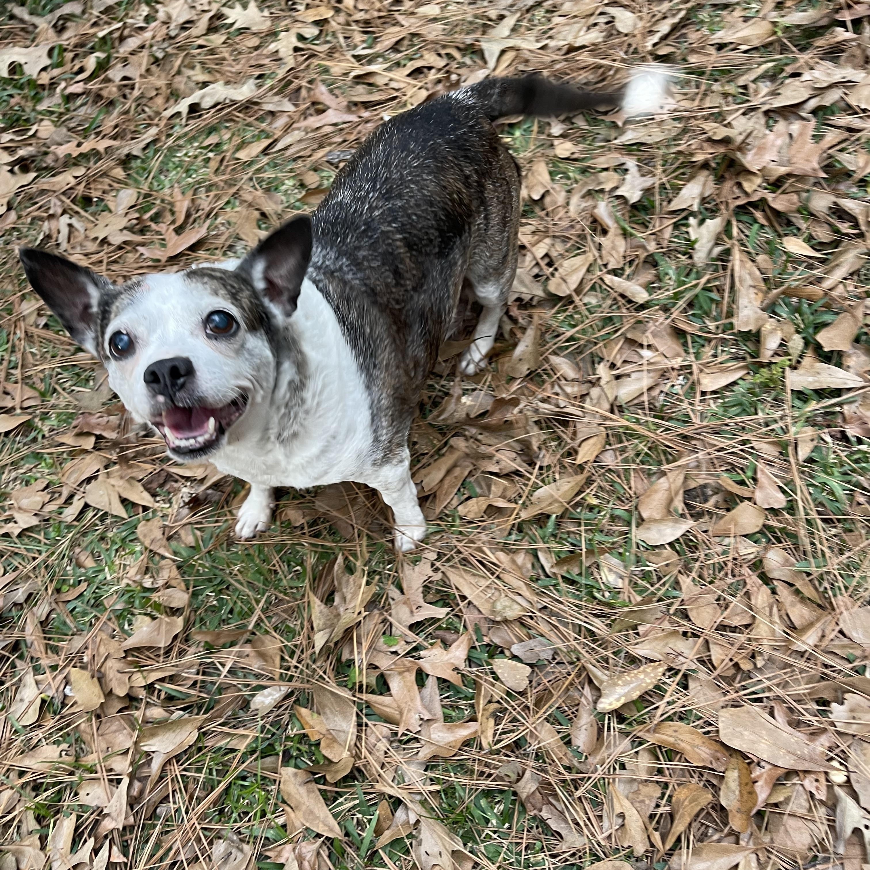 Enlarge Maddie, a ADOPTABLE mixed breed in Baton Rouge, LA image 3/5
