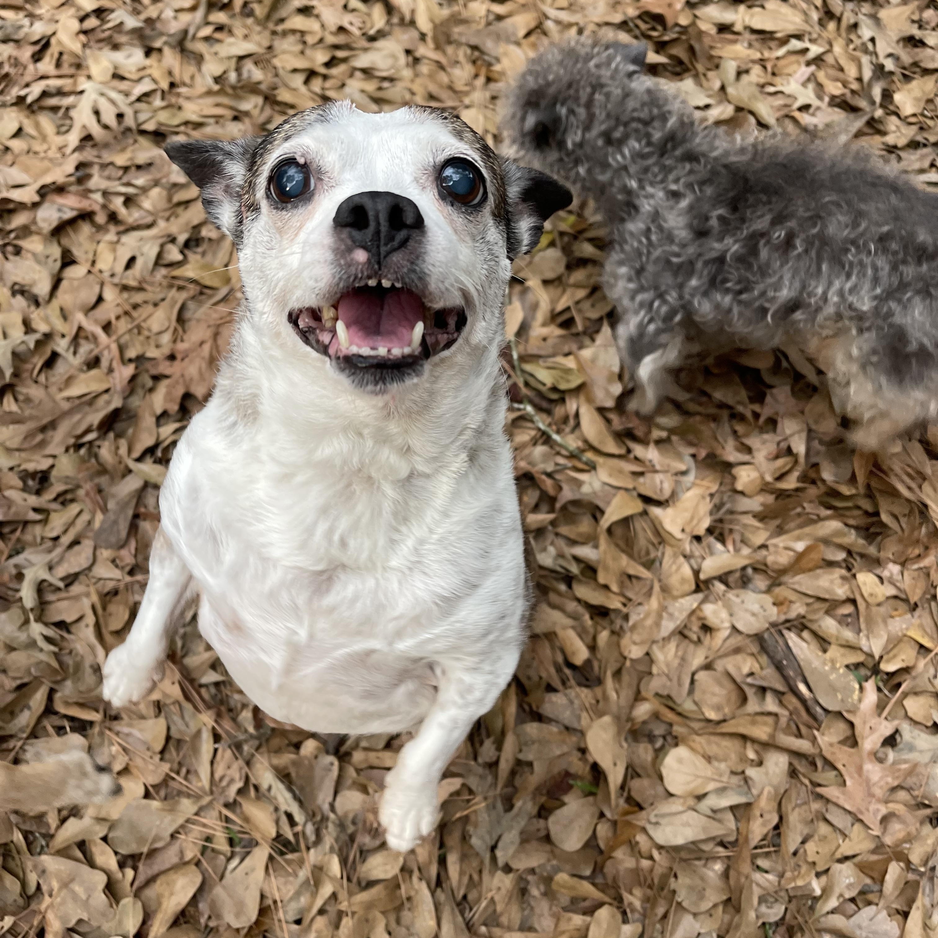 Enlarge Maddie, a ADOPTABLE mixed breed in Baton Rouge, LA image 2/5