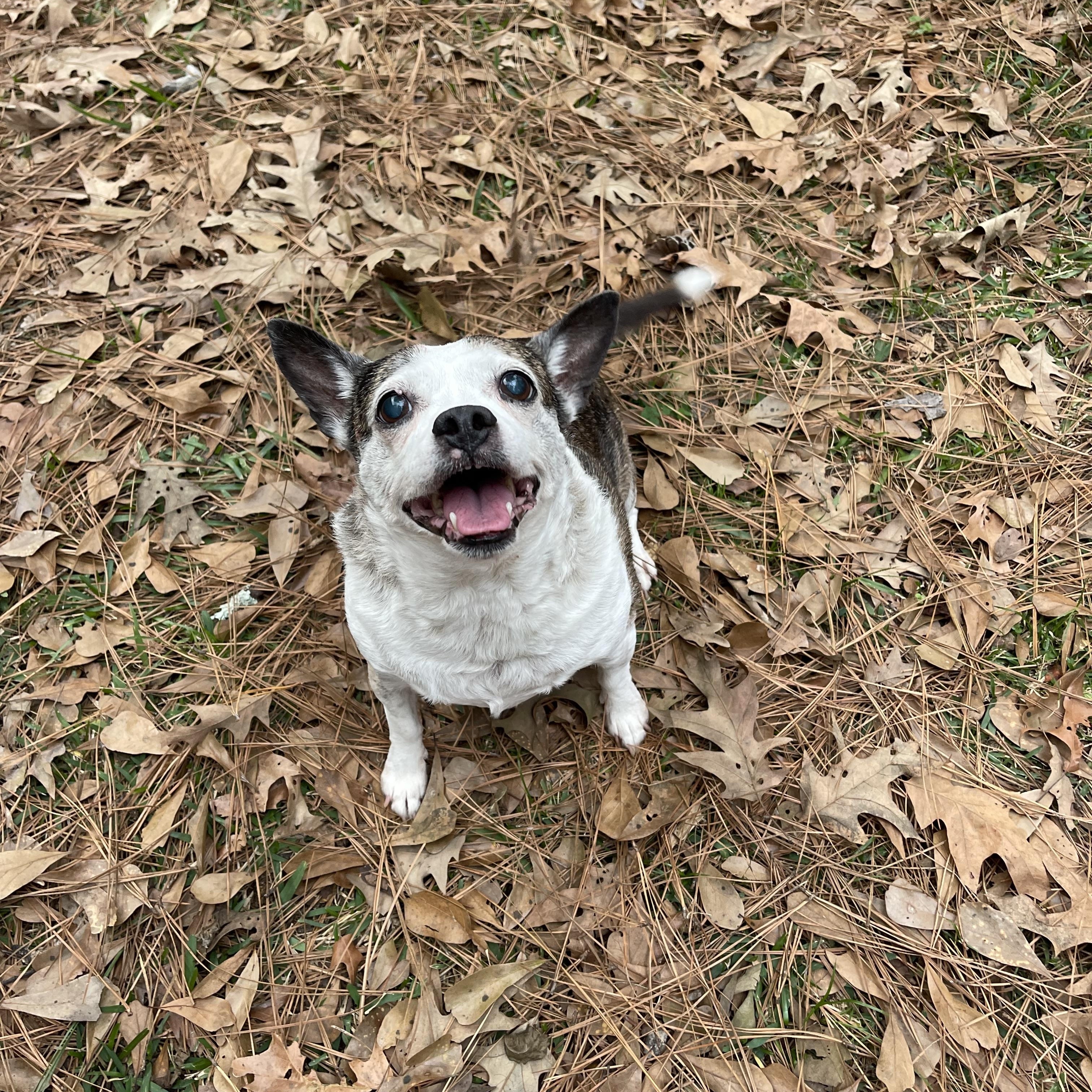 Enlarge Maddie, a ADOPTABLE mixed breed in Baton Rouge, LA image 1/5