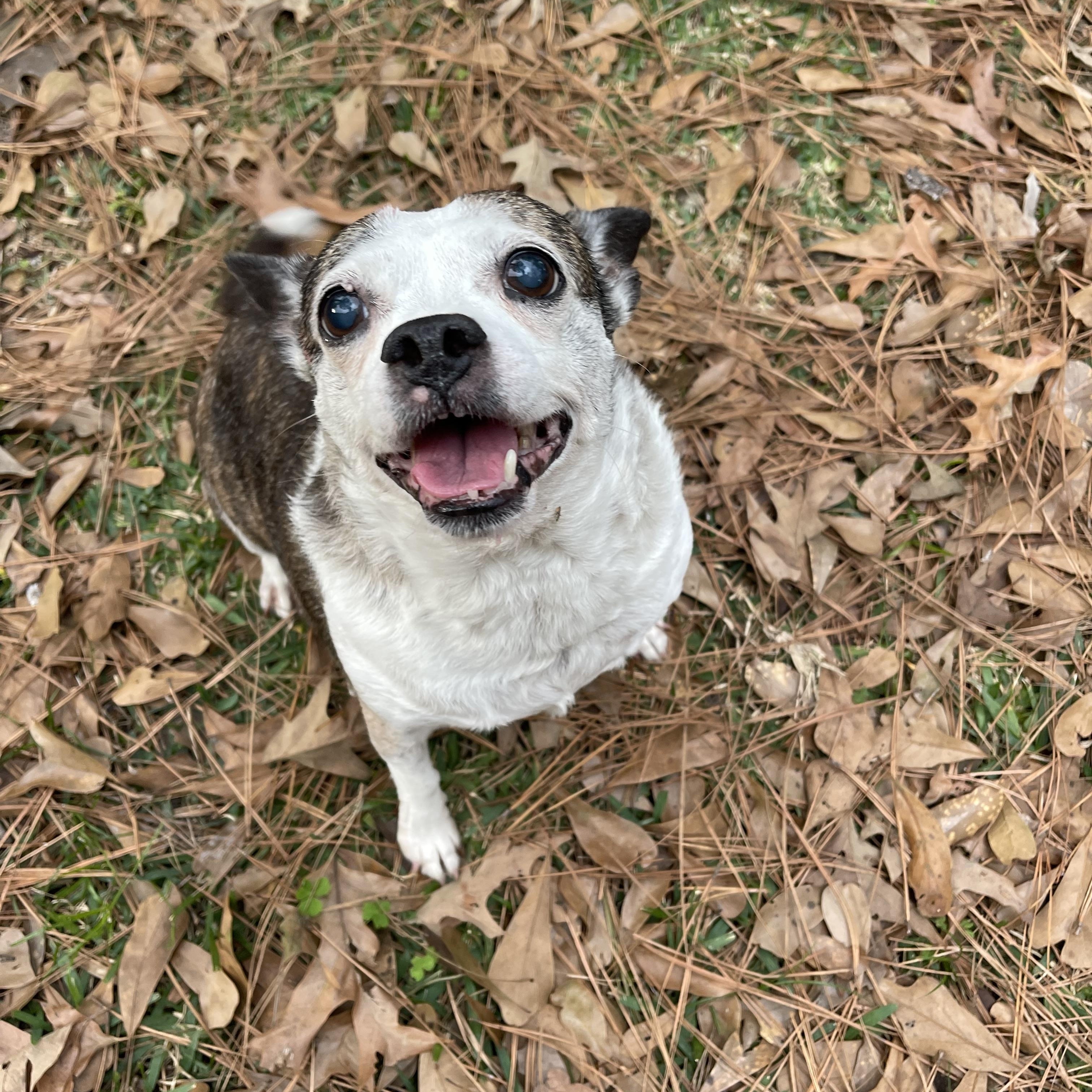 Enlarge Maddie, a ADOPTABLE mixed breed in Baton Rouge, LA image 5/5