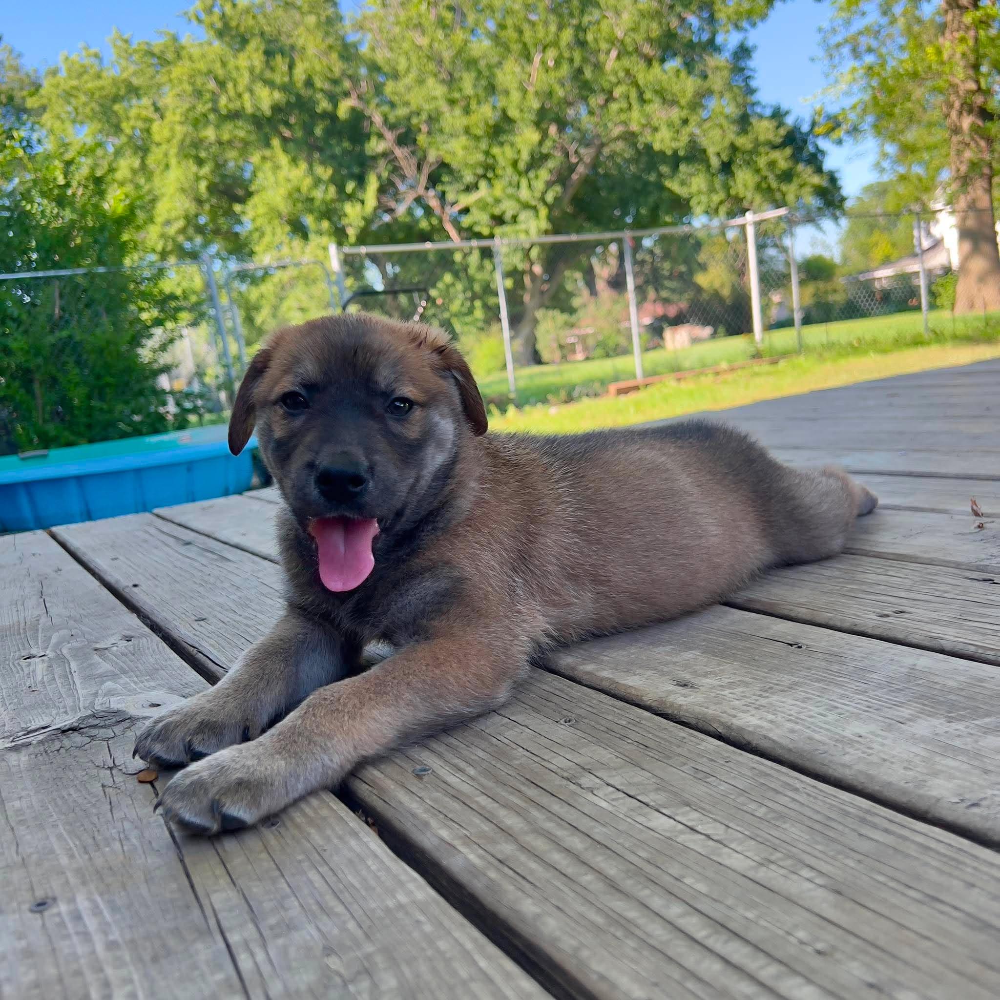 Enlarge Zion, an adopted Mixed Breed in Sioux Falls, SD image 2/6