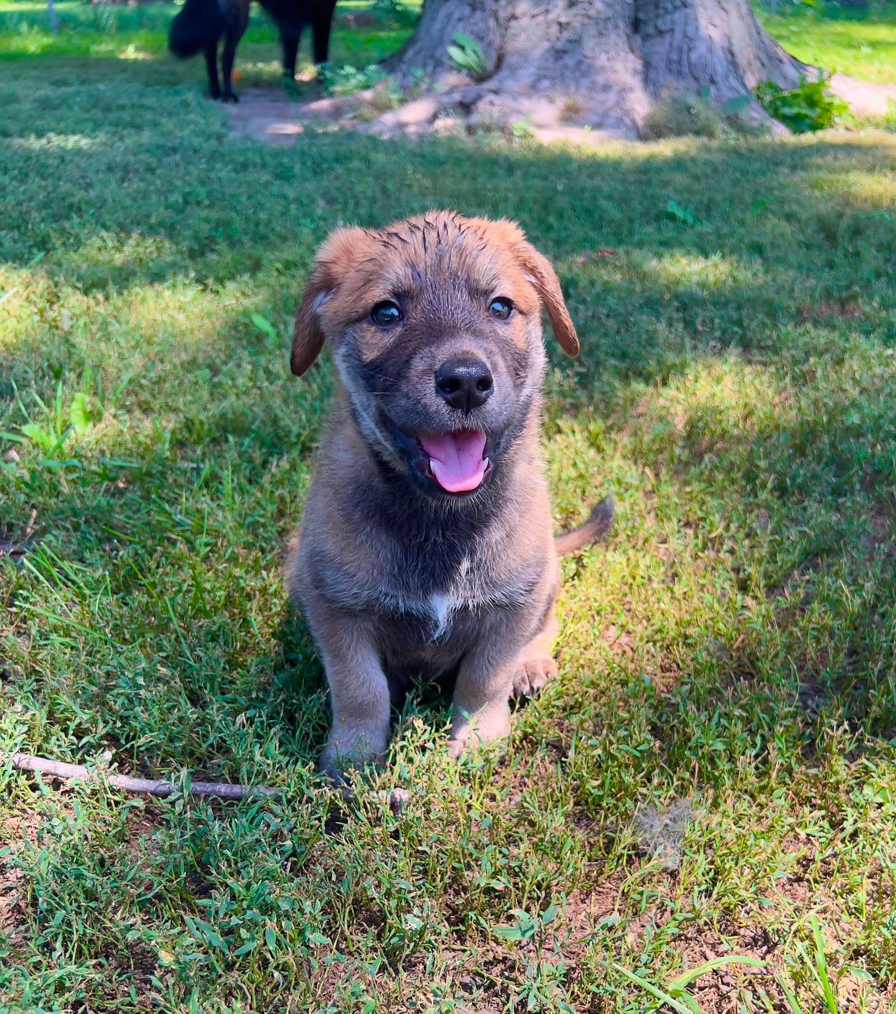 Zion, adopted, Puppy Male Mixed Breed.