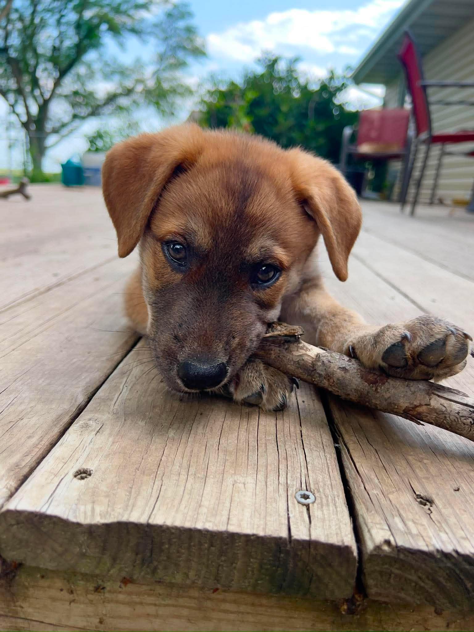 Enlarge Zion, an adopted Mixed Breed in Sioux Falls, SD image 5/6
