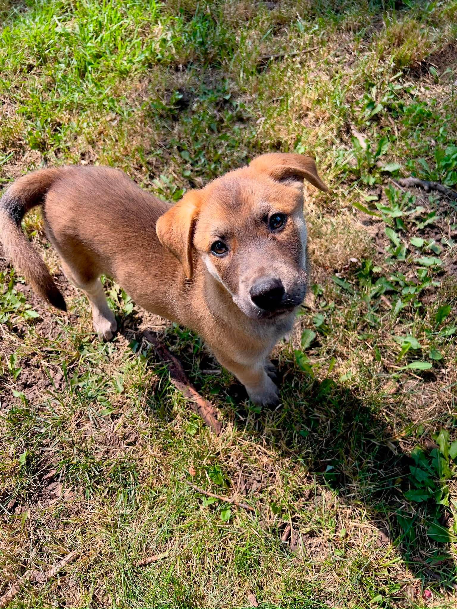 Enlarge Zion, an adopted Mixed Breed in Sioux Falls, SD image 3/6