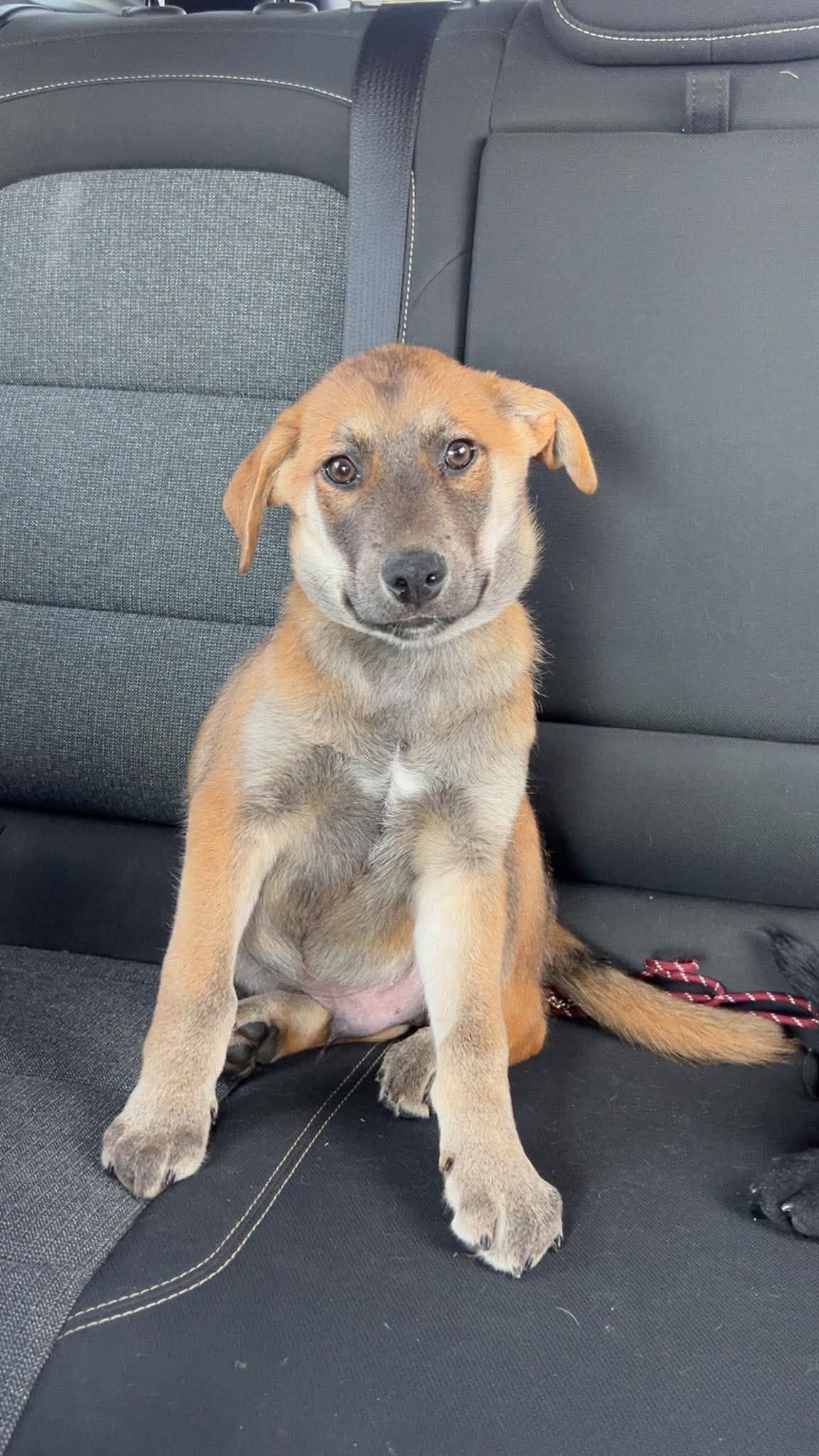 Enlarge Zion, an adopted Mixed Breed in Sioux Falls, SD image 4/6