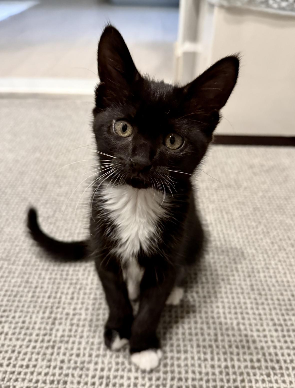 Bridgette, a Adoptable Domestic Medium Hair in Denver, CO image 4/6