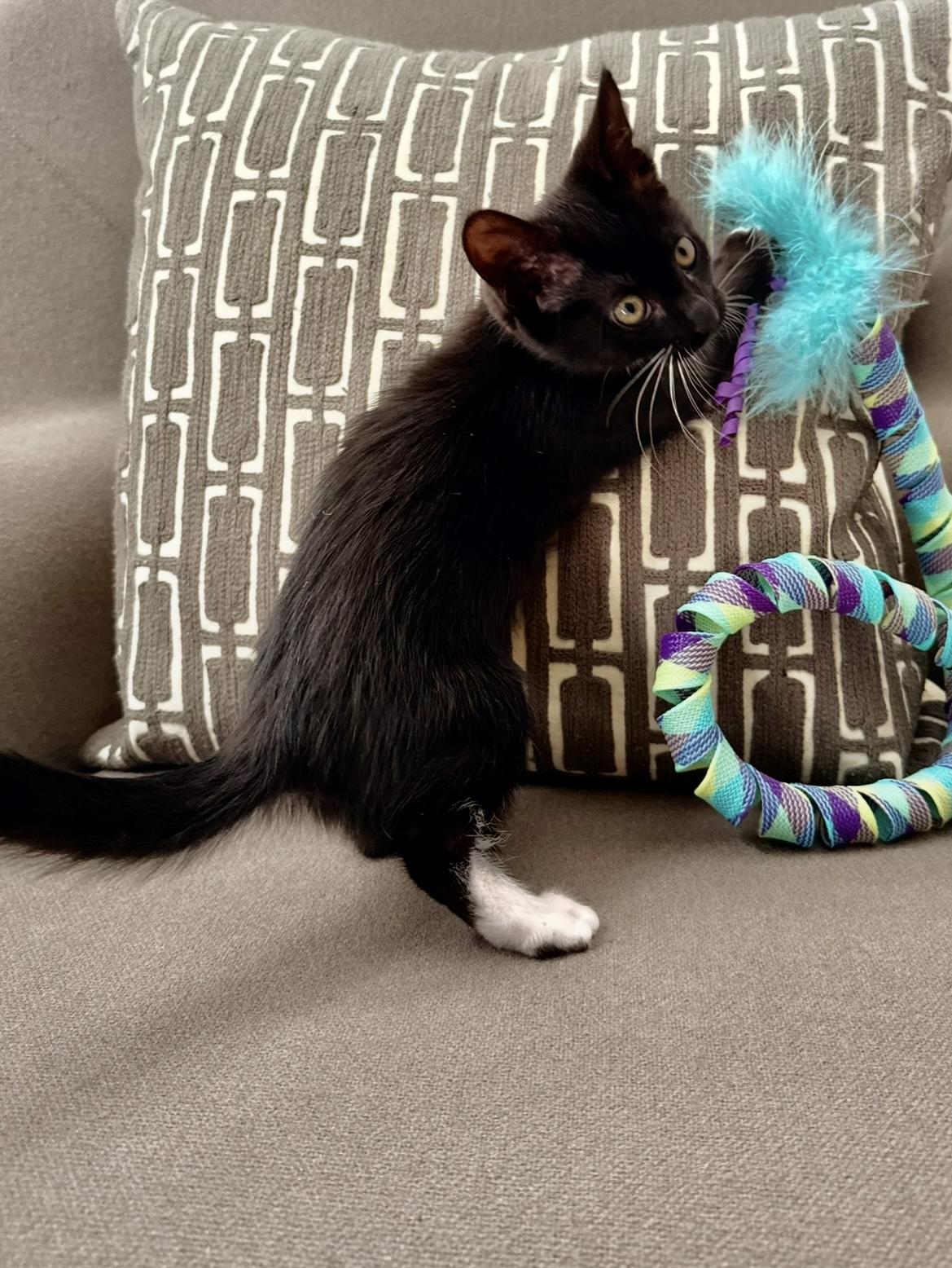 Bridgette, a Adoptable Domestic Medium Hair in Denver, CO image 5/6