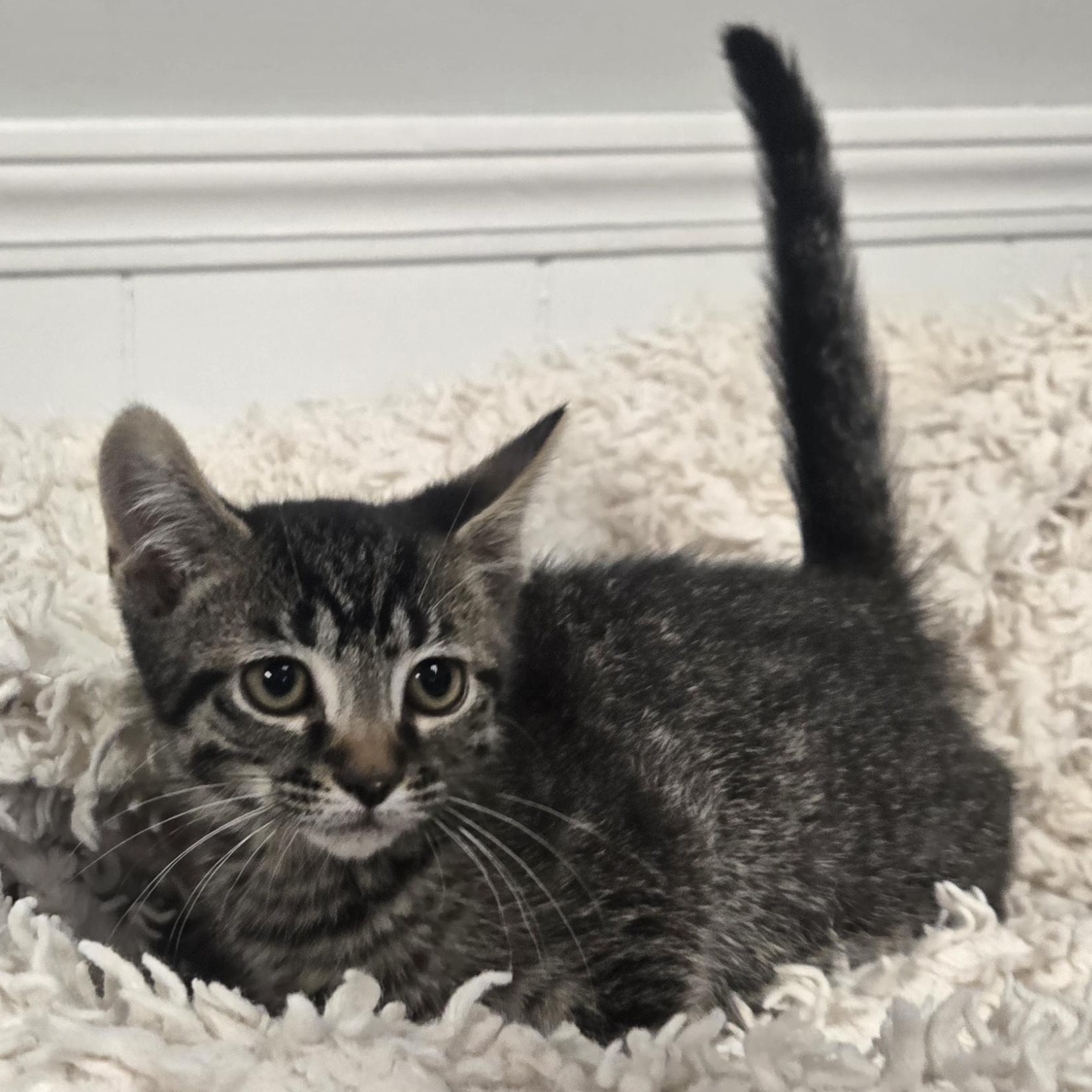 Snap, a ADOPTABLE Domestic Short Hair in Xenia , OH image 2/6