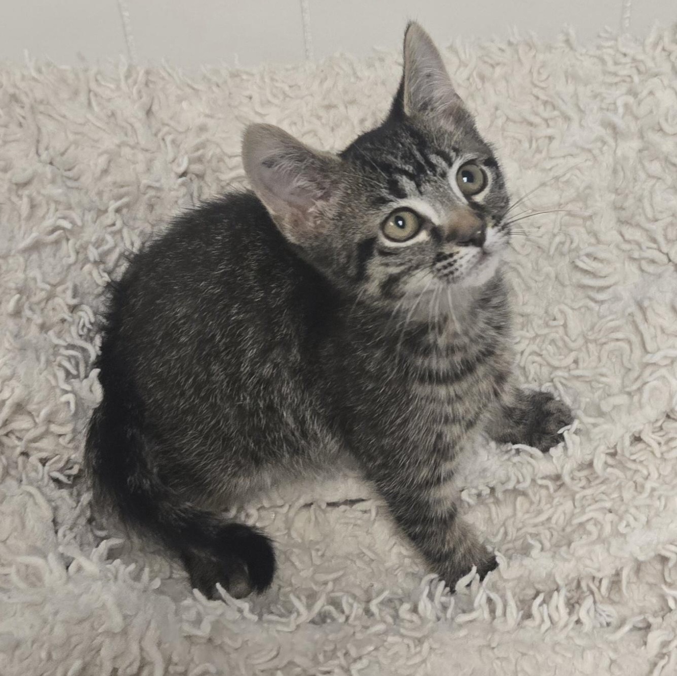 Snap, a ADOPTABLE Domestic Short Hair in Xenia , OH image 4/6