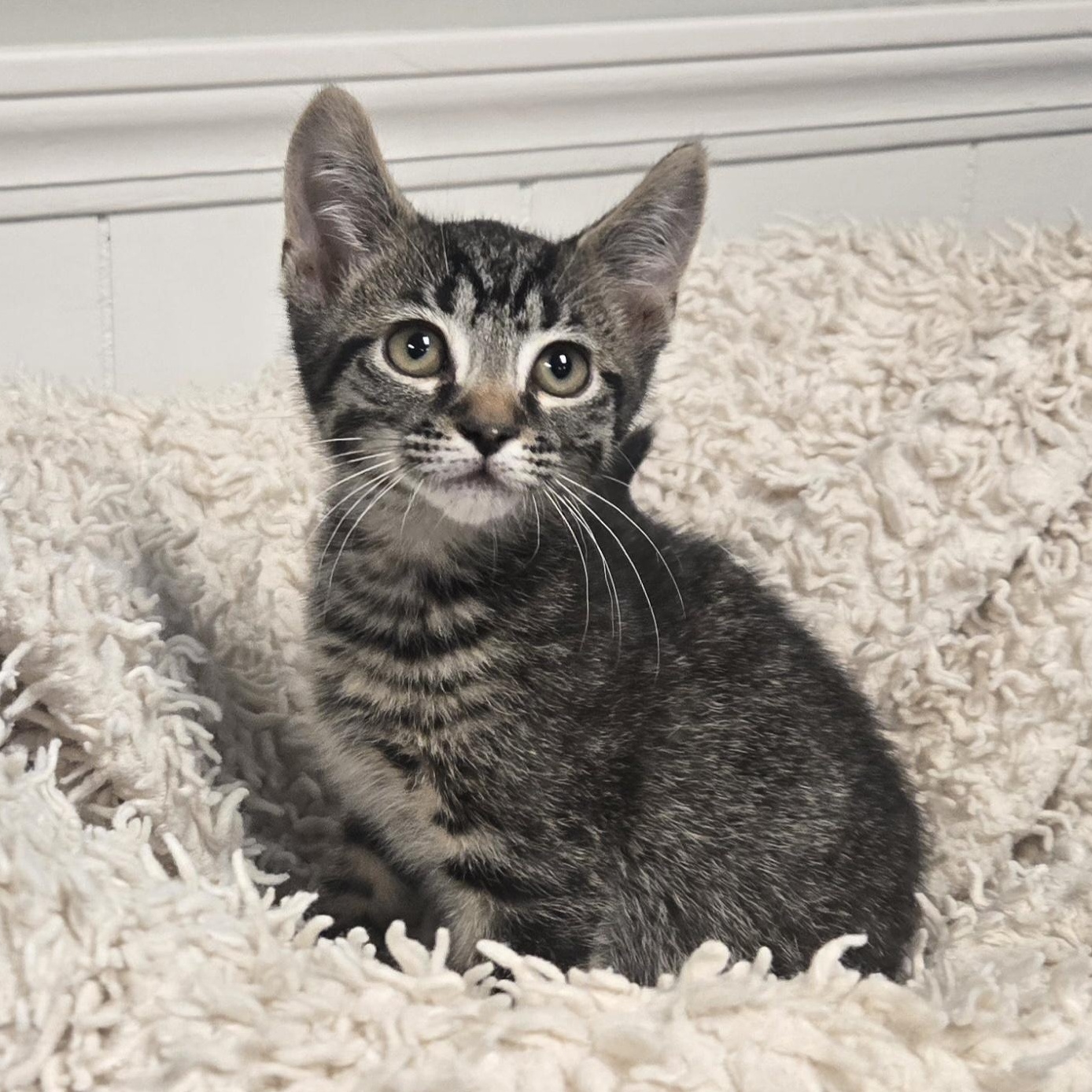 Snap, a ADOPTABLE Domestic Short Hair in Xenia , OH image 3/6