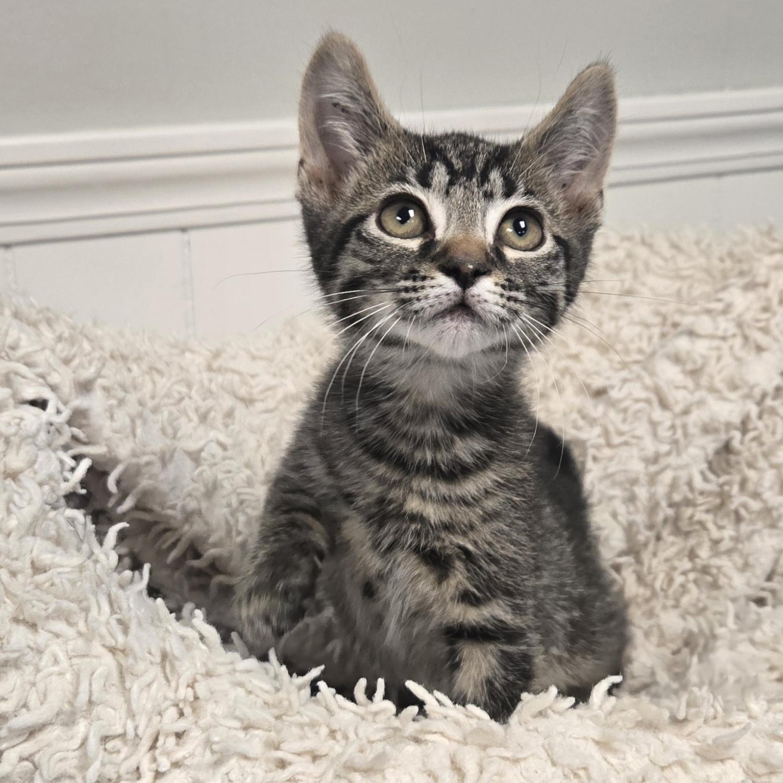 Snap, a ADOPTABLE Domestic Short Hair in Xenia , OH image 1/6