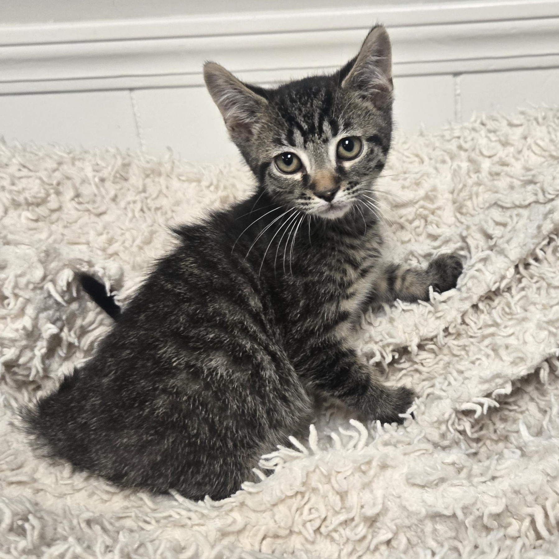 Snap, a ADOPTABLE Domestic Short Hair in Xenia , OH image 6/6