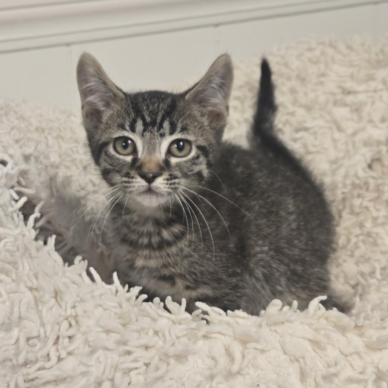 Snap, a ADOPTABLE Domestic Short Hair in Xenia , OH image 5/6
