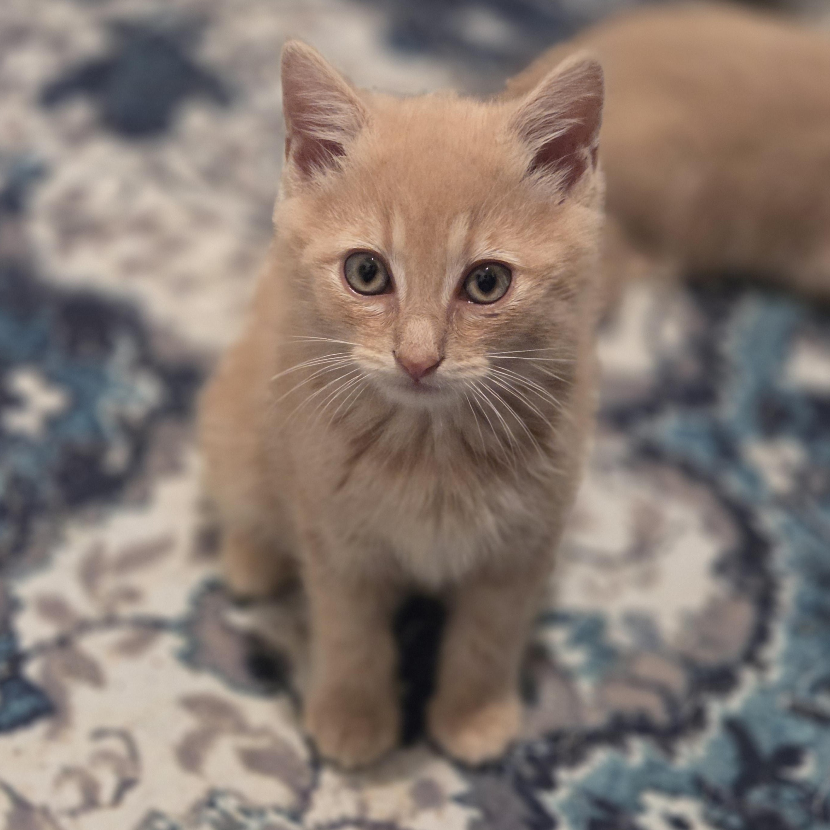 Jack, adopted, Kitten Male Tabby.