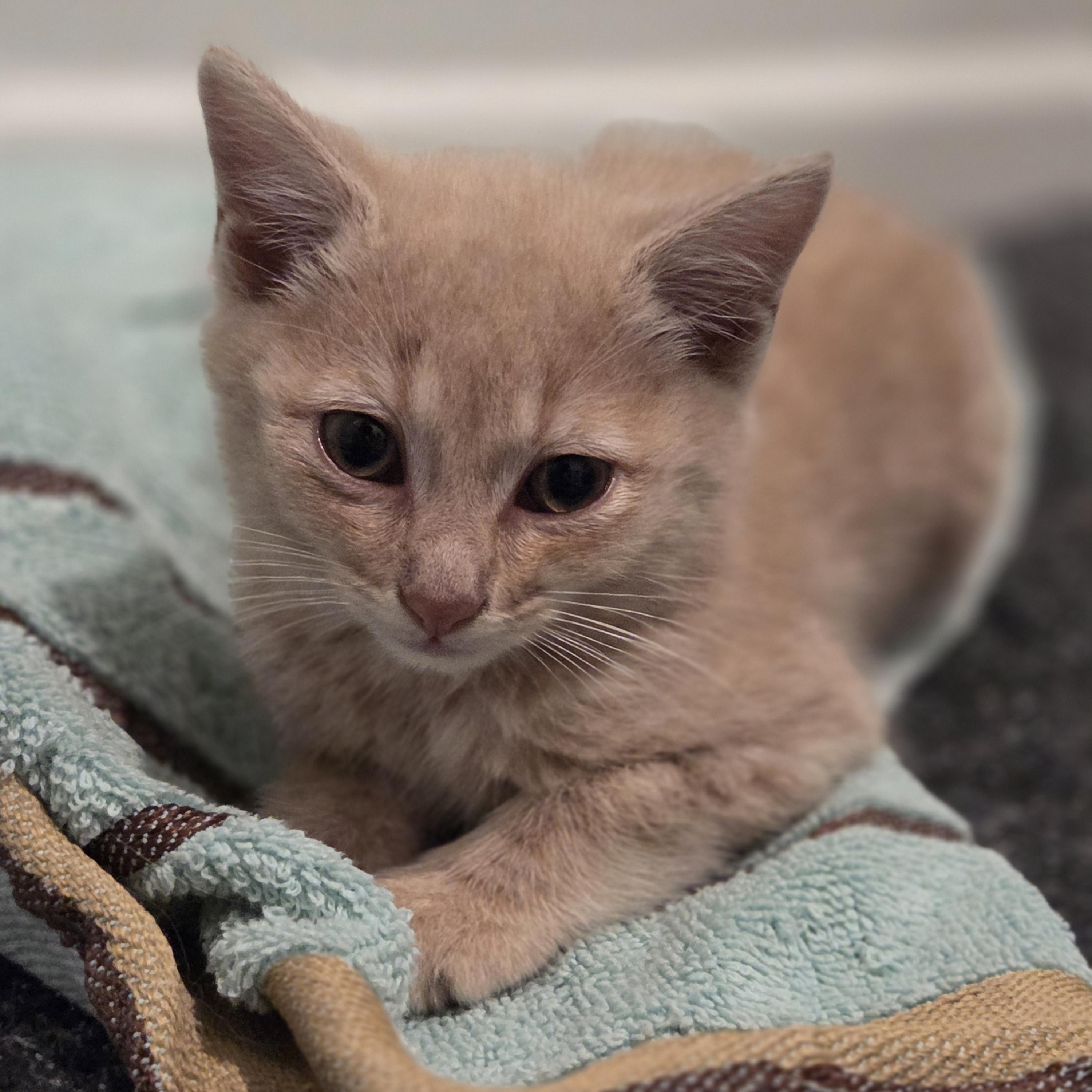 Enlarge Jack, an adopted Tabby in Bayonne, NJ image 2/3